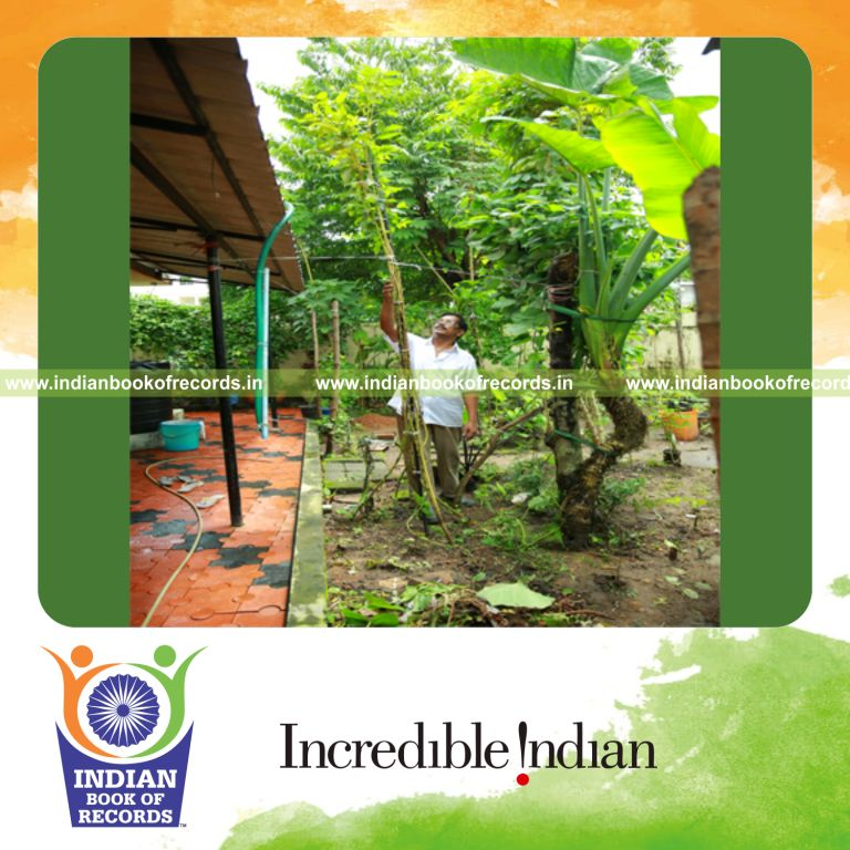 tallest egyptian spinach plant recorded for Indian Book of Records