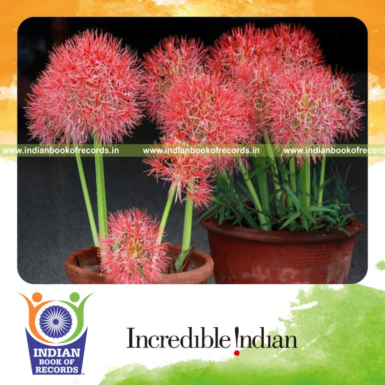 large scadoxus multiflorus flowers displayed for record in Indian Book of Records