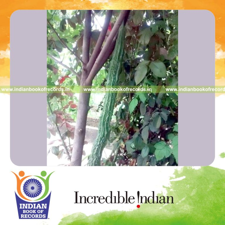long bitter gourd vegetable measured for Indian Book of Records
