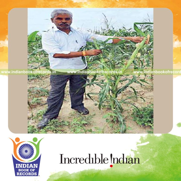 maximum maize corns grown on single plant for Indian Book of Records