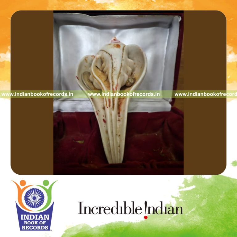Tiny natural Dakshinavarti Ganesha shankh conch shell displayed for a record recognized by Indian Book of Records